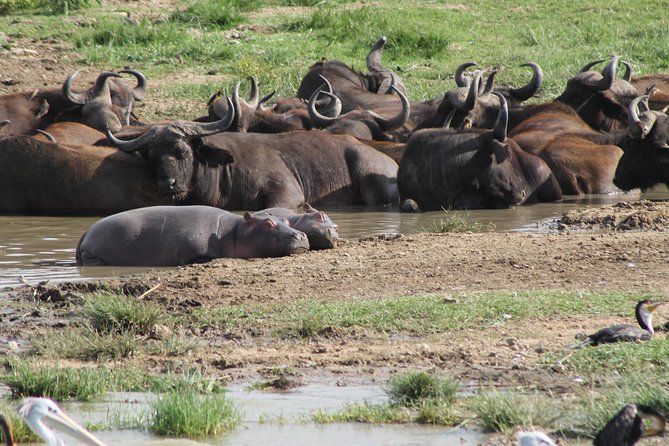 12-Day Pearl of Africa Wildlife and Adventure Highlights