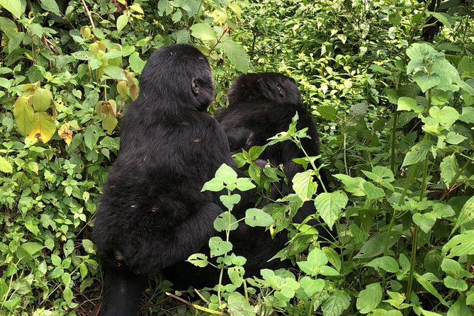 14 Day Pearl of Africa Uganda Classic Wildlife Safari