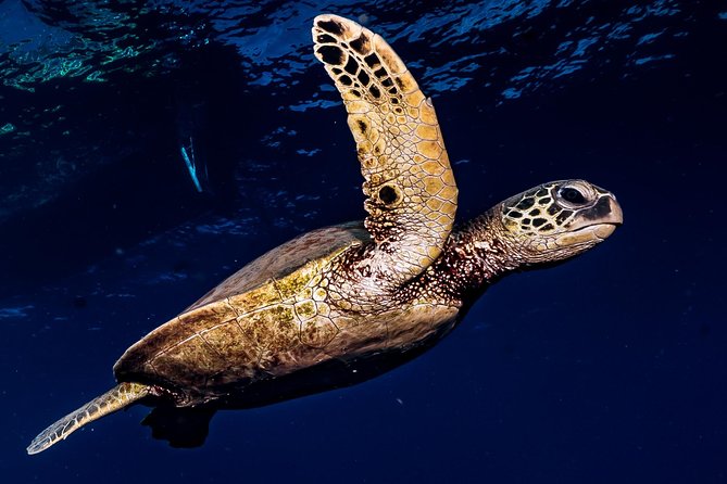 2-Tank Maui Turtle Scuba Dive or Snorkel Boat Tour