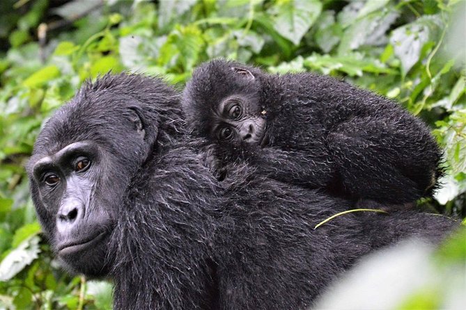 3-Day Gorilla Trekking Bunyonyi Mist Relaxation Safari