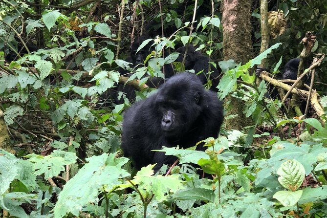 3 Day Gorilla Trekking Luxury Safari in Uganda