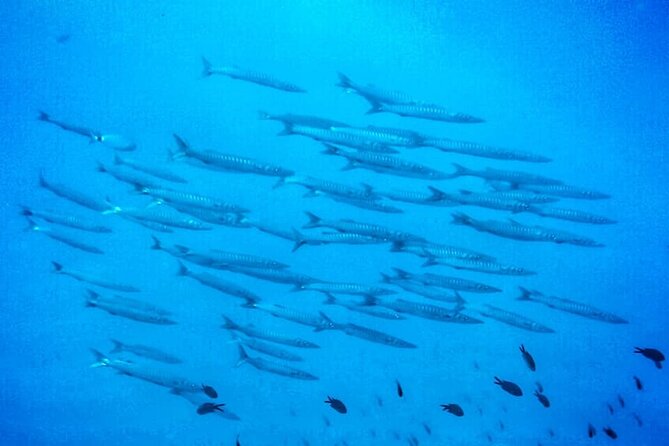 3-Hour Try Scuba Private Guided Sea Baptism From Palermo