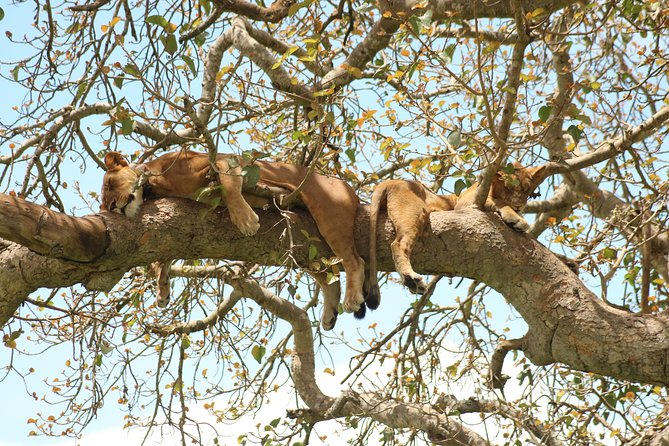4 Day Gorillas, Wildlife and Chimpanzee Trek at Kibale