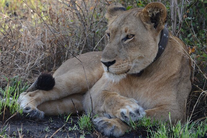 4-Day QENP, Gorillas in Bwindi and Lake Bunyonyi Relaxation