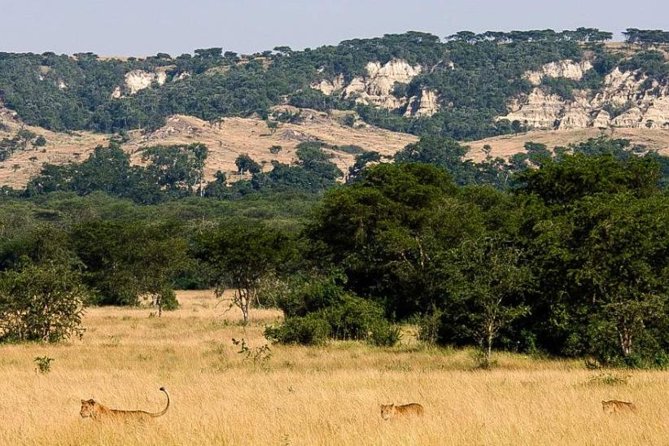 6-Day Murchison Falls, Chimp Trekking and Big Game Combo