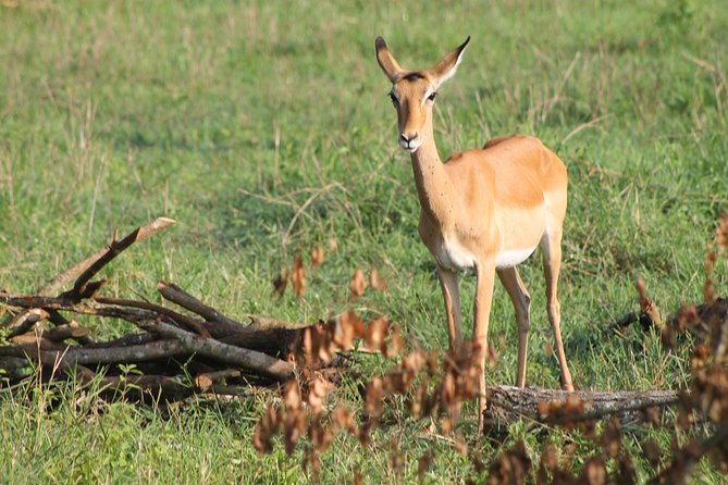 7-Day Wildlife Adventure Safari
