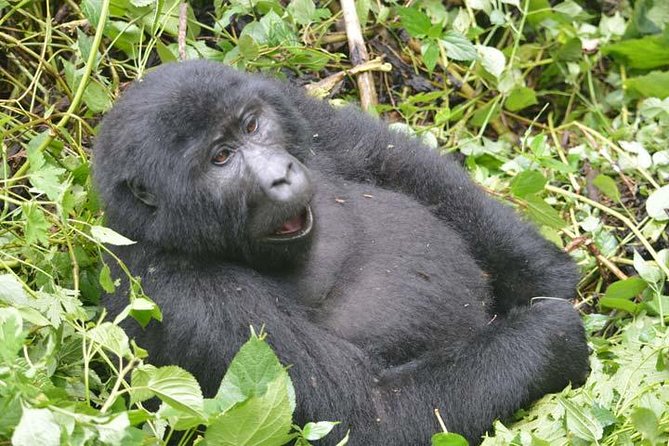 8-days Murchison Falls, Chimpanzee & Gorilla Trekking Safari