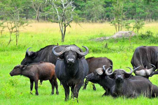 8 Days Uganda Primate & Wildlife Safari Tour