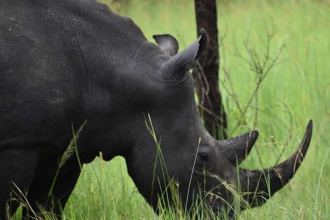 A Thrilling 1-Day Rhino Tracking Tour in Uganda