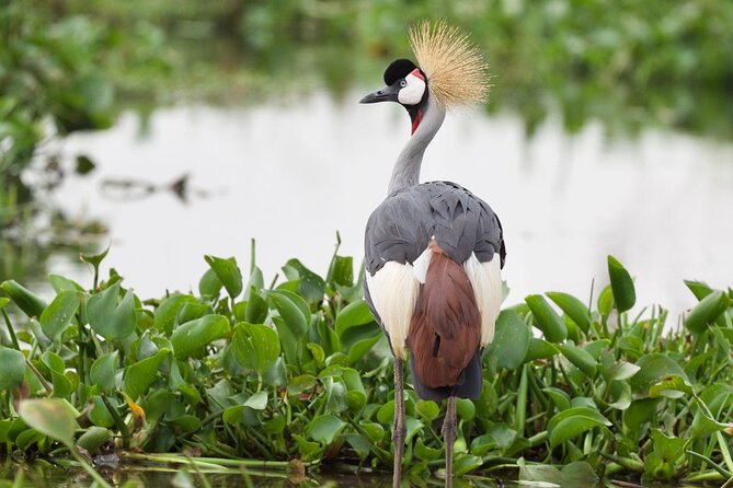 All Inclusive 3-Day Murchison Falls National Park Safari
