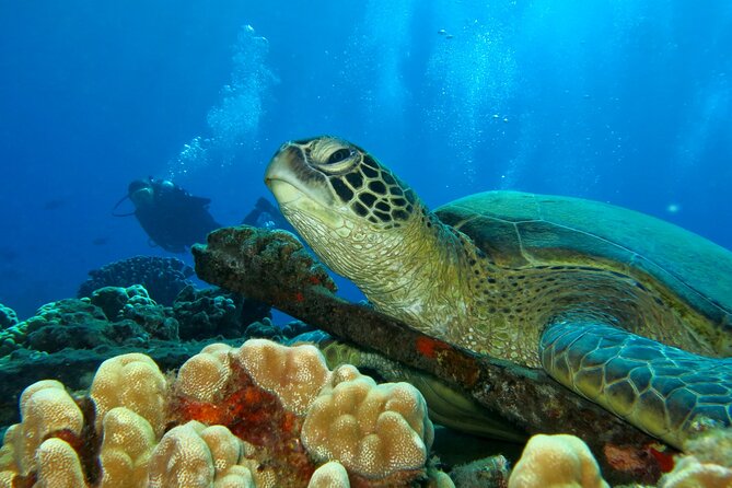 Beginner Scuba Dive in Kaanapali (Swimming Ability Required)