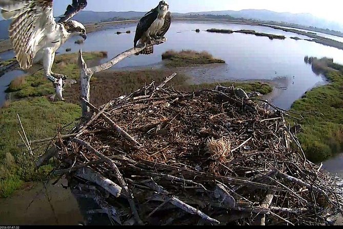 Birdwatching and Photo Tour in Diaccia Botrona