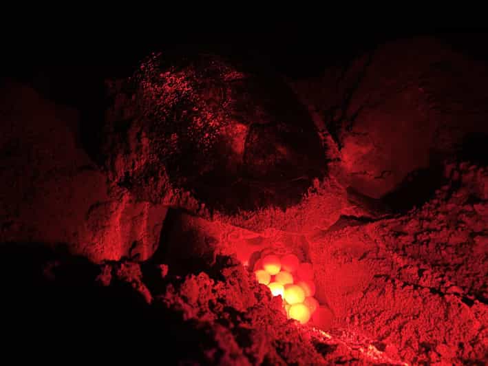 Boa Vista: Guided Turtle Experience With a Certified Guide