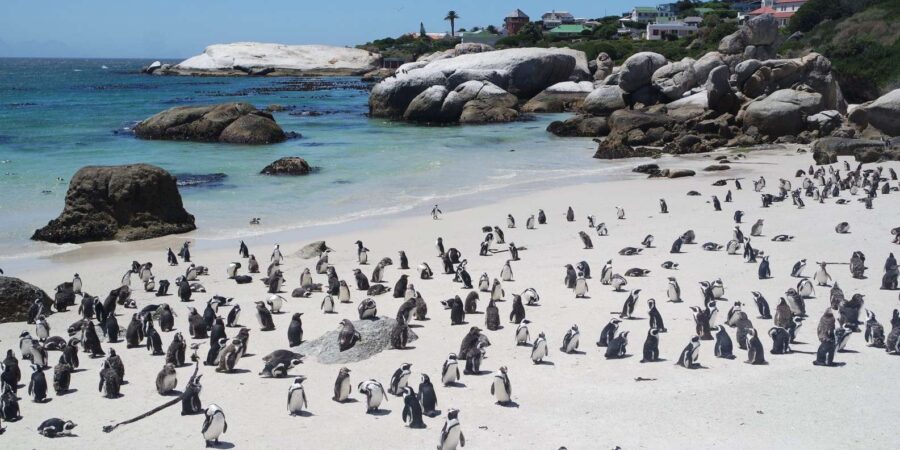 Boulders Beach Penguins and Wine Tasting Full-Day Tour