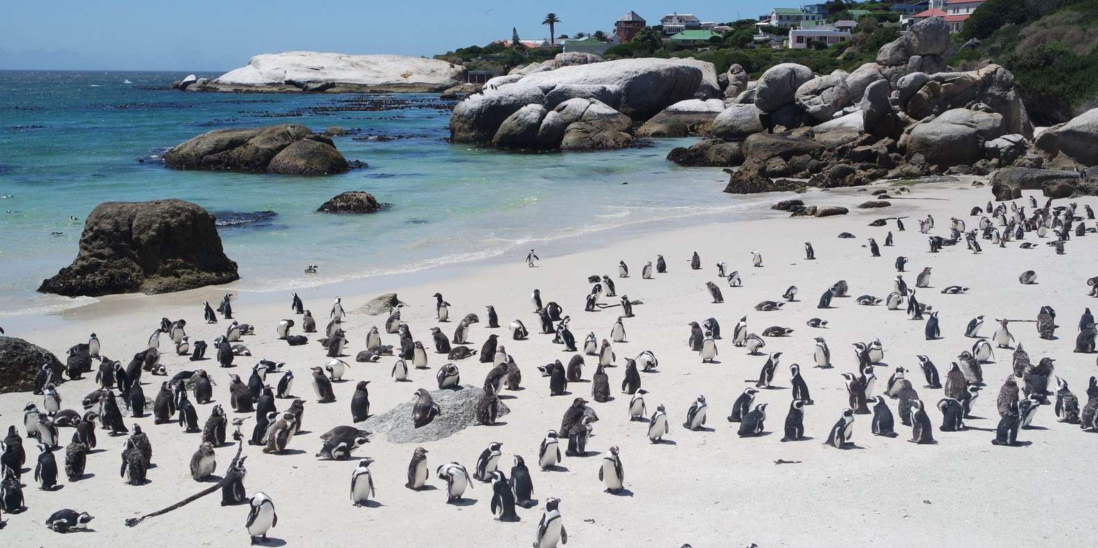 Boulders Beach Penguins, Birds & Hout Bay Seal Private Tour.