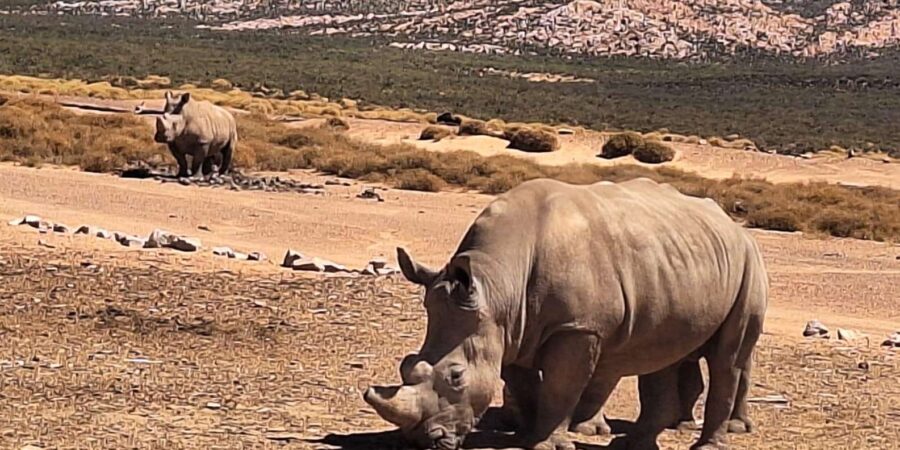 25 Best Safari Tours In Cape Town