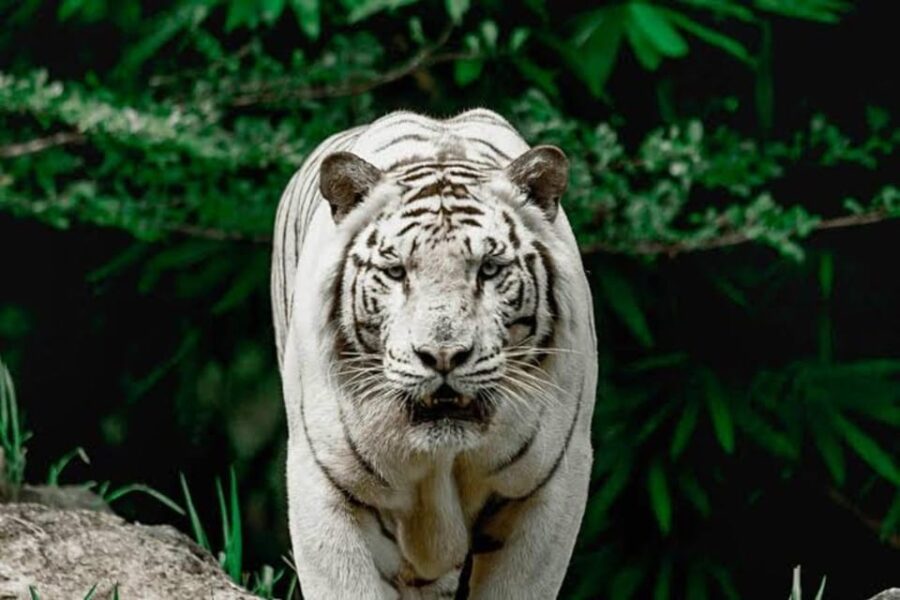 5 Best Safari Tours In Danao City