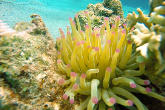 9 Best Scuba Diving Experiences In Curacao