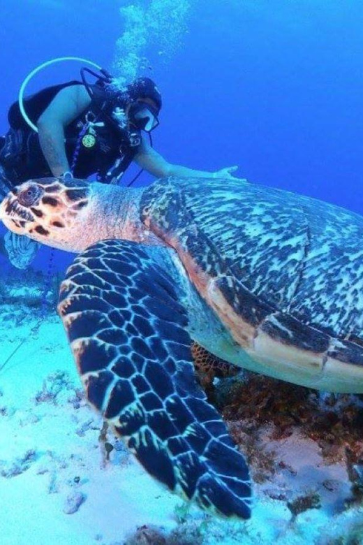 12 Best Scuba Diving Experiences In Cozumel