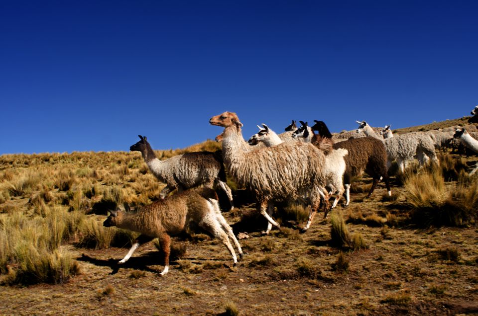 Cusco: 7 Day Andean Experience of the Living Incas Culture