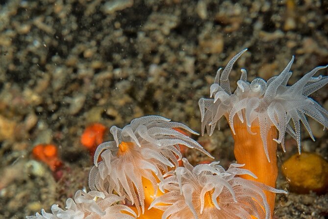 Discover Scuba Diving First Dive Catania