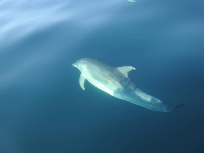 Dolphin Watch