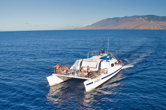 From Maalaea Harbor: Whale Watch Cruise Aboard the Malolo