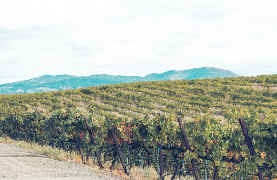 Full-Day Inclusive Wine Tasting Tour From Santa Barbara