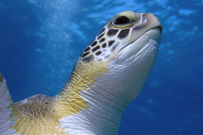 Guided Snorkeling Trip to the Turtles in Protaras
