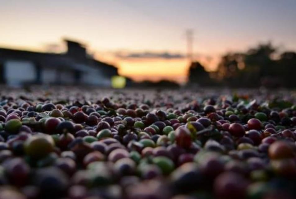Hacienda Coloma Coffee Day Tour in Fusagasugá From Bogotá