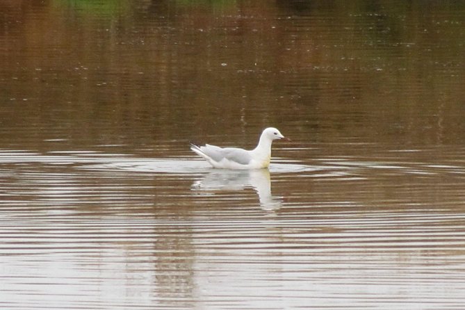 Half-Day Birdwatching Around Tavira