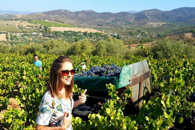 Half-Day Small-Group Wine Experience With Wine Expert From Cagliari
