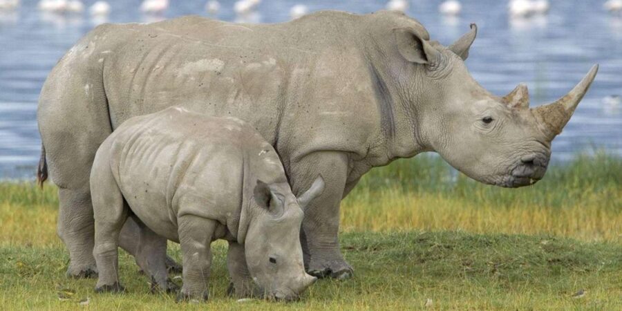 25 Best Safari Tours In Durban