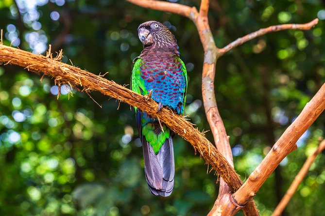 Iguassu Bird Park – Tickets Included