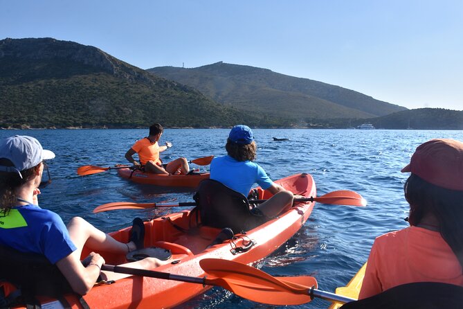 14 Best Dolphin Watching Tours In Sardinia