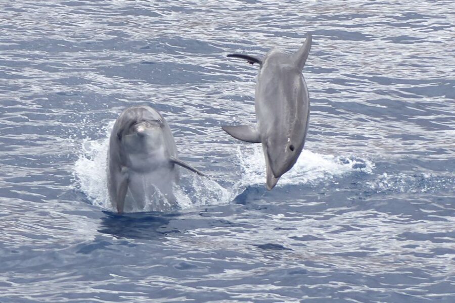 20 Best Dolphin Watching Tours In Tenerife