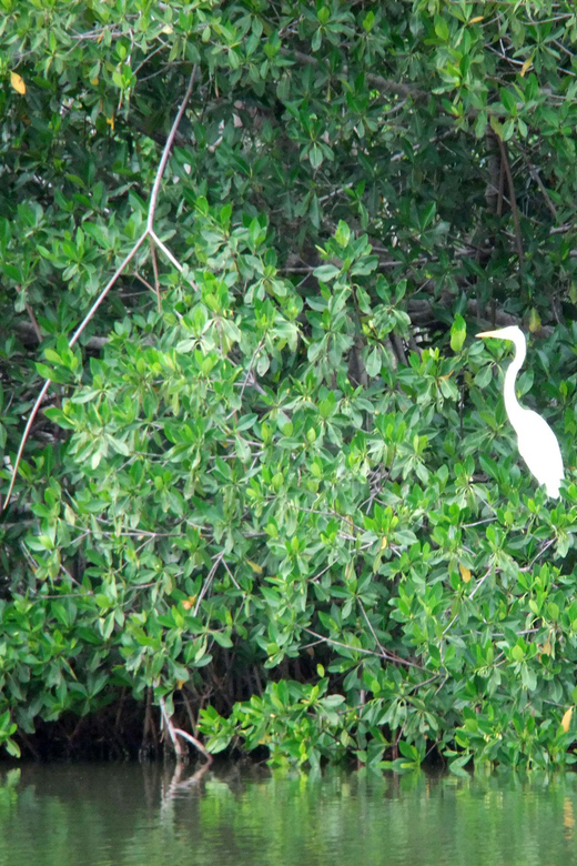 Mangrove Canoe Tour in La Boquilla German or Italian Guide