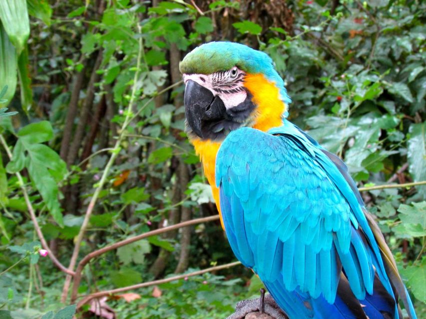 Manu Jungle Tour 3 Days