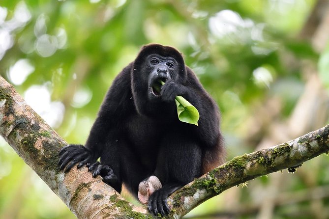 Monkeys Discovery