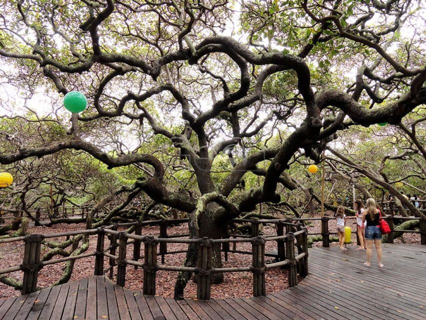 Natal: South Coast and Arituba Lagoon Tour