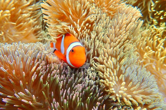 Okinawa Miyako Natural Aquarium! Tropical Snorkeling With Colorful Fish!