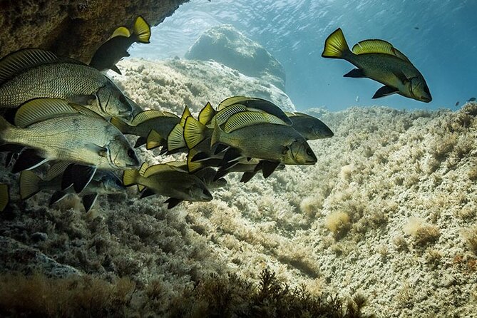 Package of 4 Double Dives in the Capo Carbonara Marine Protected Area