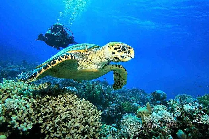 Pattaya Professional Diving