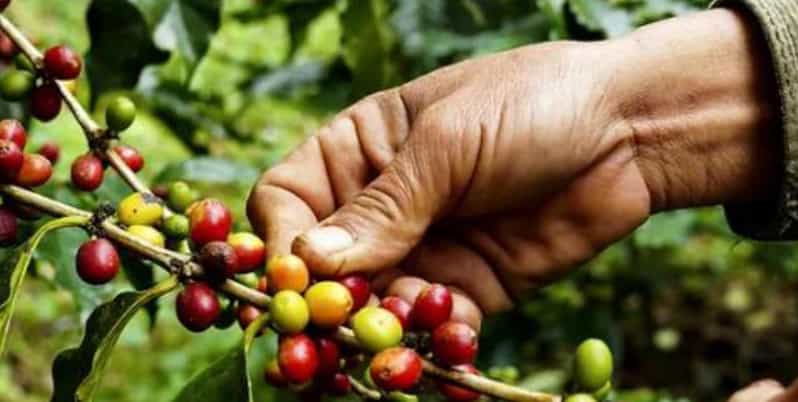 PEREIRA to Viterbo for a Coffee and Cacao Full Day Tour