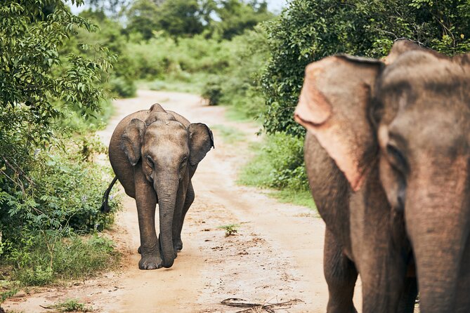 2 Best Cruises And Boat Tours In Yala National Park