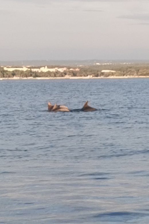 7 Best Dolphin Watching Tours In Vrsar