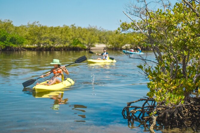 Private Kayaking Adventure Around the Mangroves and La Paz Bay