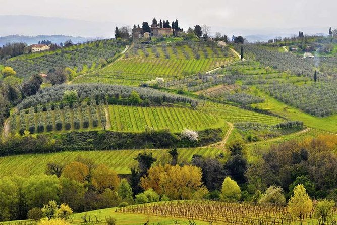 Private Tour From Livorno Port to Chianti Wine Region
