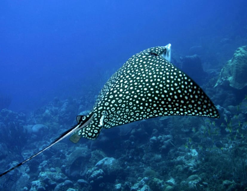 20 Best Scuba Diving Experiences In Puerto Morelos