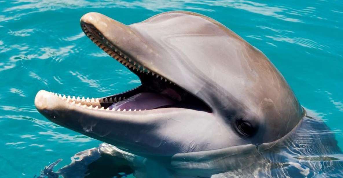 Puerto Plata: Ocean World Adventure Park Day Pass